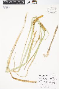 Carex rostrata image