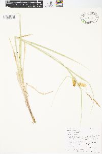 Carex rostrata image