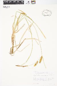 Carex rostrata image