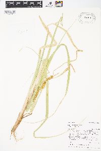 Carex rostrata image