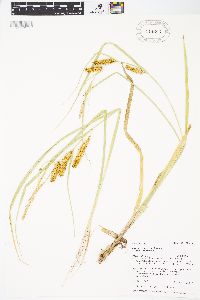 Carex rostrata image