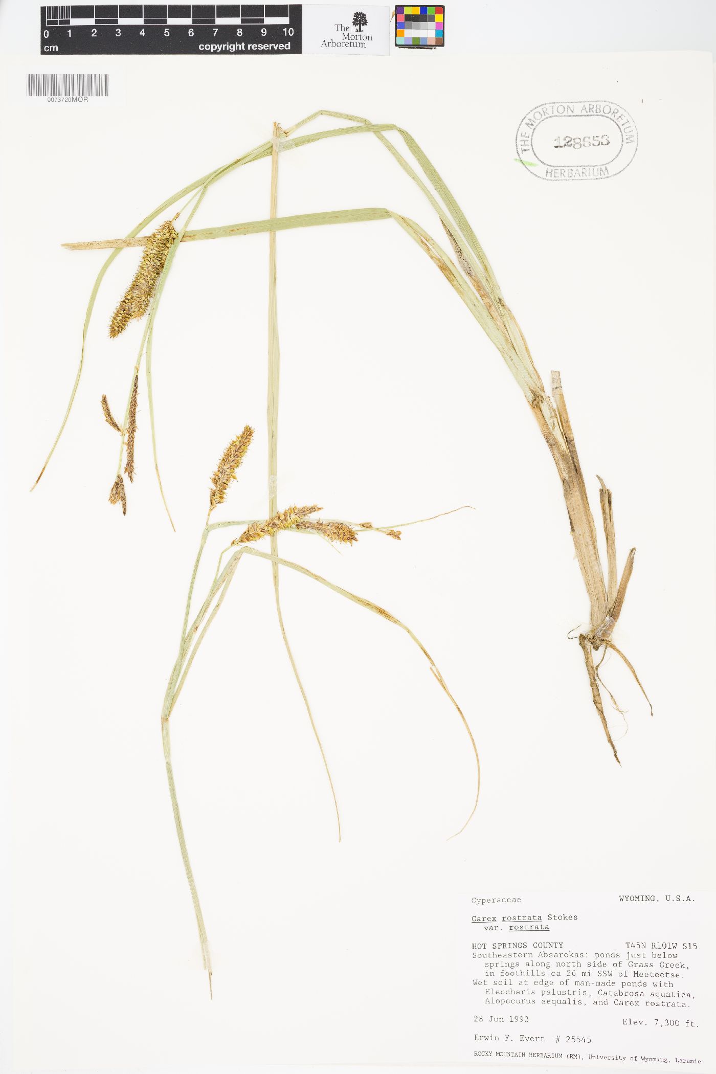 Carex rostrata var. rostrata image