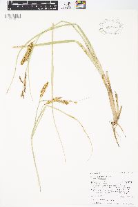 Carex rostrata image