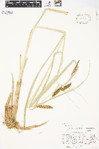 Carex rostrata image
