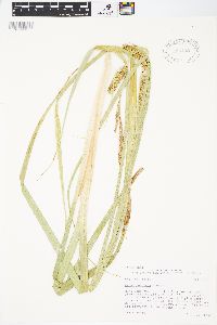 Carex rostrata image