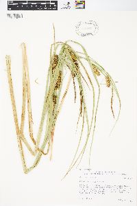 Carex rostrata image