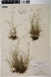 Carex radiata image