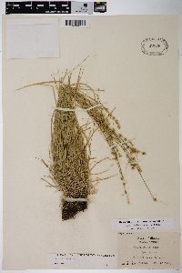 Carex radiata image