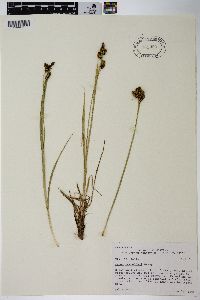 Carex raynoldsii image