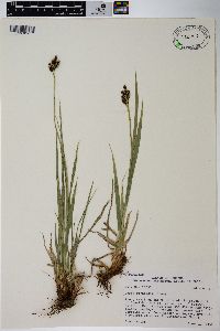 Carex raynoldsii image