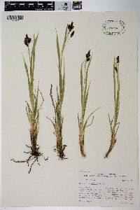 Carex raynoldsii image