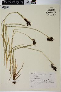 Carex raynoldsii image