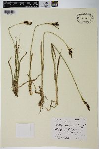 Carex raynoldsii image