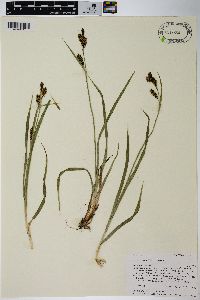 Carex raynoldsii image