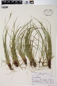 Carex rossii image