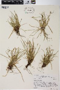 Carex rossii image