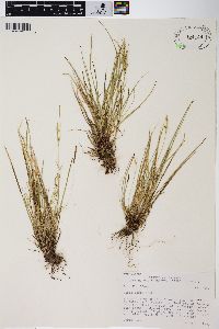 Carex rossii image