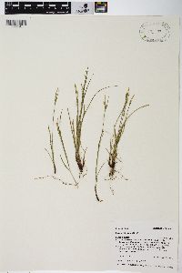 Carex rossii image