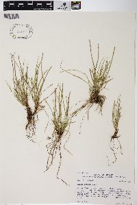 Carex rossii image