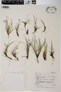 Carex rossii image