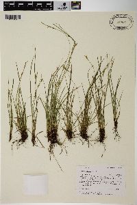 Carex rossii image