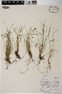 Carex rossii image