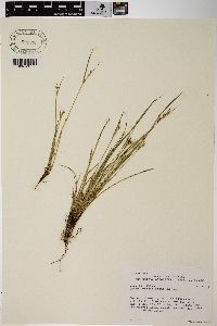 Carex rossii image