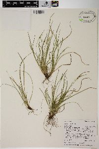 Carex rossii image