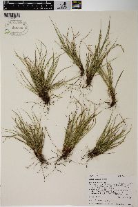 Carex rossii image