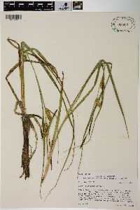 Carex rostrata image