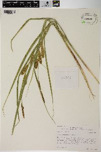 Carex rostrata image