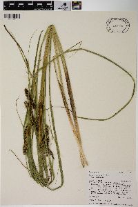 Carex rostrata image