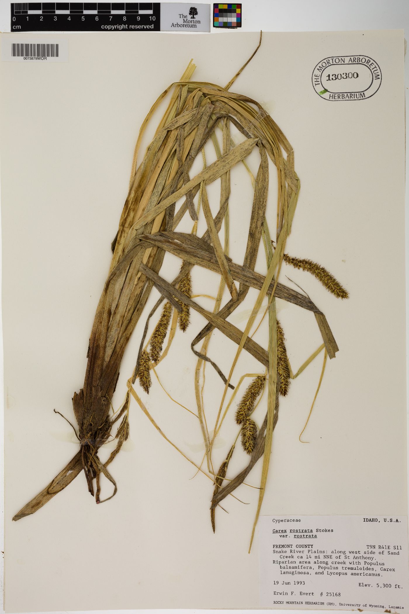 Carex rostrata var. rostrata image