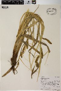 Carex rostrata image