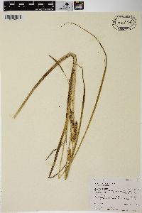 Carex rostrata image