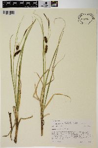 Carex rostrata image