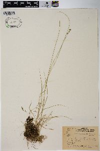 Carex retroflexa image