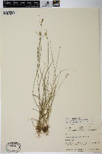 Carex retroflexa image