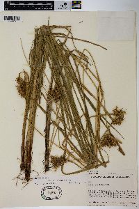 Carex retrorsa image