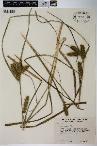 Carex retrorsa image