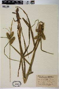 Carex retrorsa image