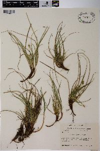 Carex tonsa image