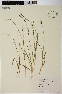 Carex tetanica image