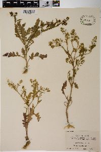 Rorippa palustris subsp. fernaldiana image