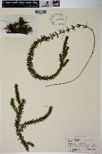 Hydrilla verticillata image