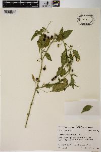 Solanum ptychanthum image