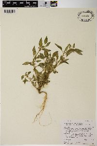 Solanum physalifolium image