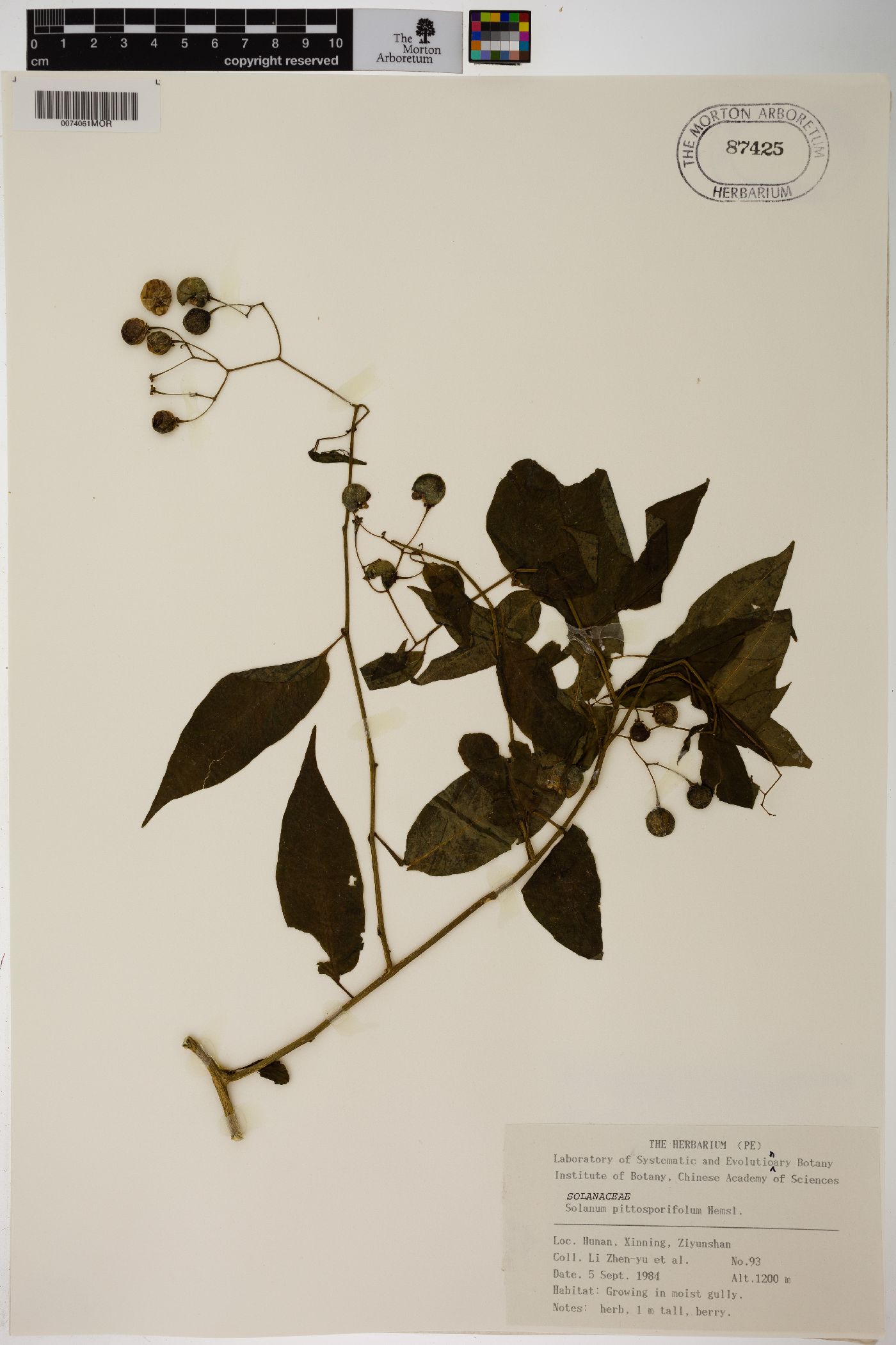 Solanum pittosporifolium image