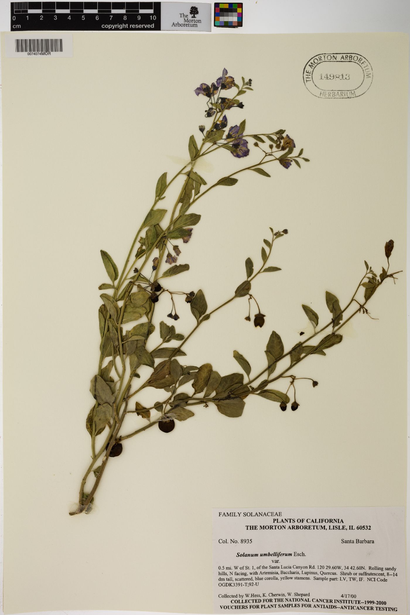 Solanum umbelliferum image