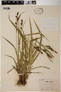 Carex shortiana image